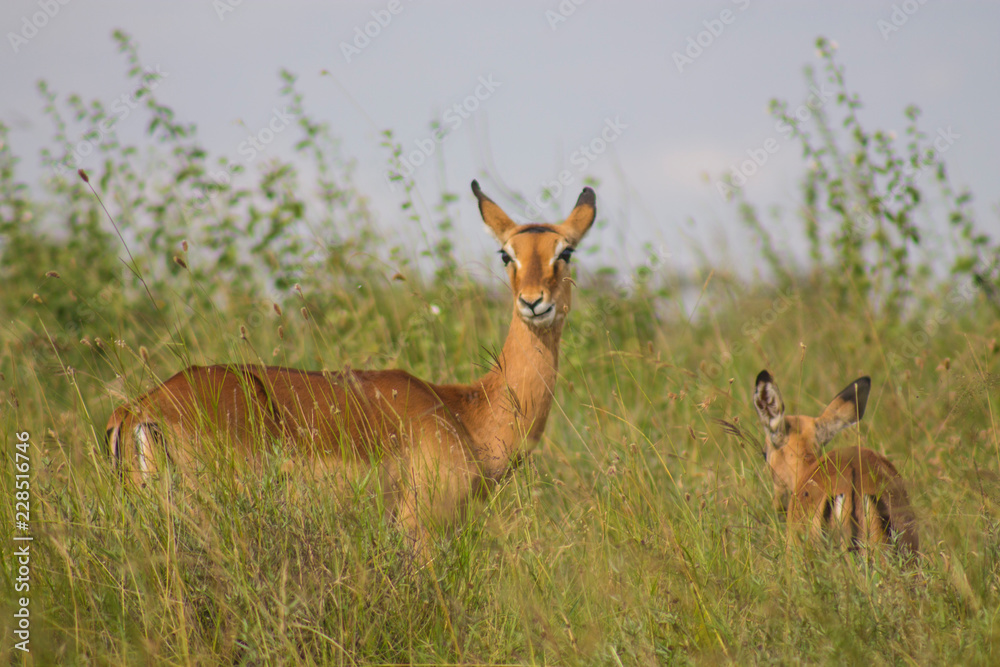 Impala in the wild Impala in the wild