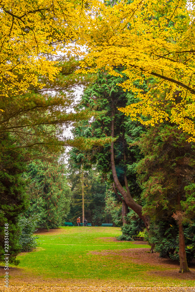 Naklejka premium A picturesque scene, framed by yellow fall foliage, shows a gorgeous clearing with fall leaves covered grass between conifers leading to benches where an old couple is passing by in a park in Germany.