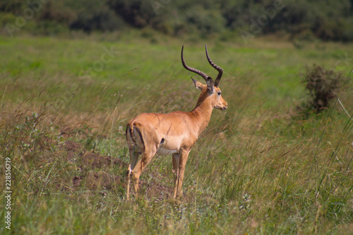Impala in the wild © Sylvia