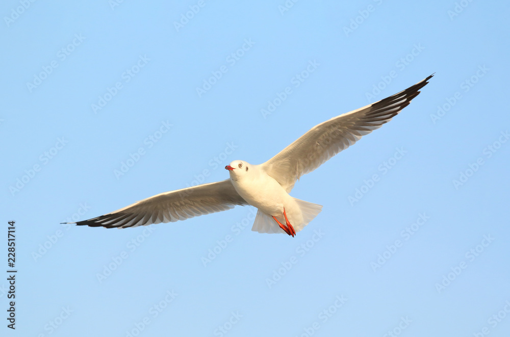 Fototapeta premium Seagull flying in the sky.
