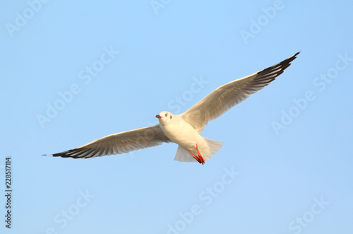 Seagull flying in the sky.