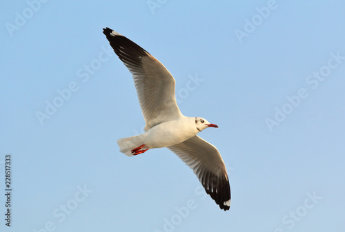 Seagull flying in the sky.