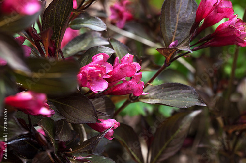 Bright pink flowers and deep pruple black leaves of the Weigela, Wine and Roses