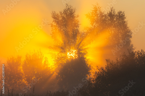 The sun s rays Shine through the fog in the summer morning at dawn in a field with trees