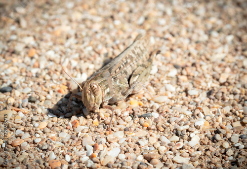 Grasshopper close up on the sand