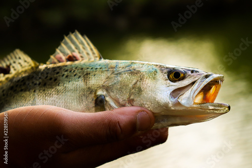 Spotted Trout Fish In Hand