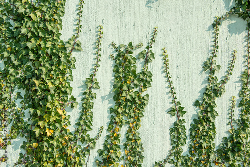 green ivy foliage Hedera helix on a wall - floral texture close up © Vera Kuttelvaserova