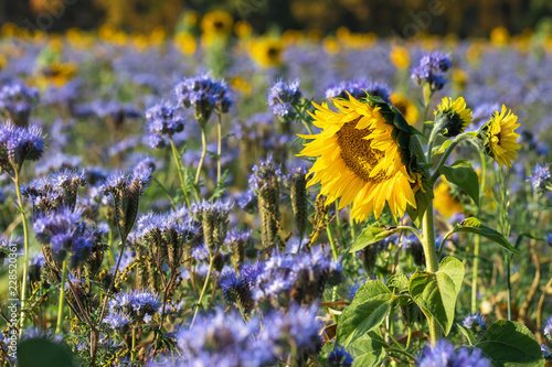 Fototapeta Naklejka Na Ścianę i Meble -  Romantic field with sunflowers and cornflowers, Lüneburg Heath, Northern Germany. 