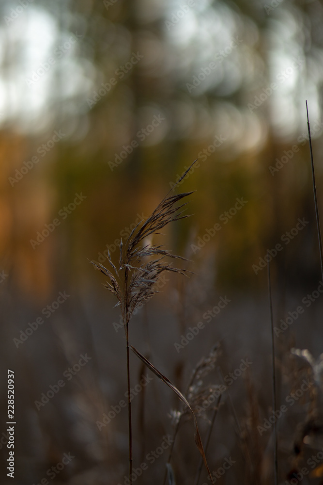 evening by a bed of reeds evening by a bed of reeds