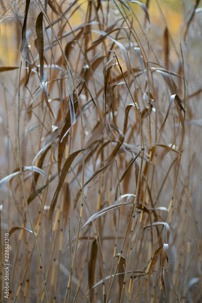 Fototapeta premium evening by a bed of reeds