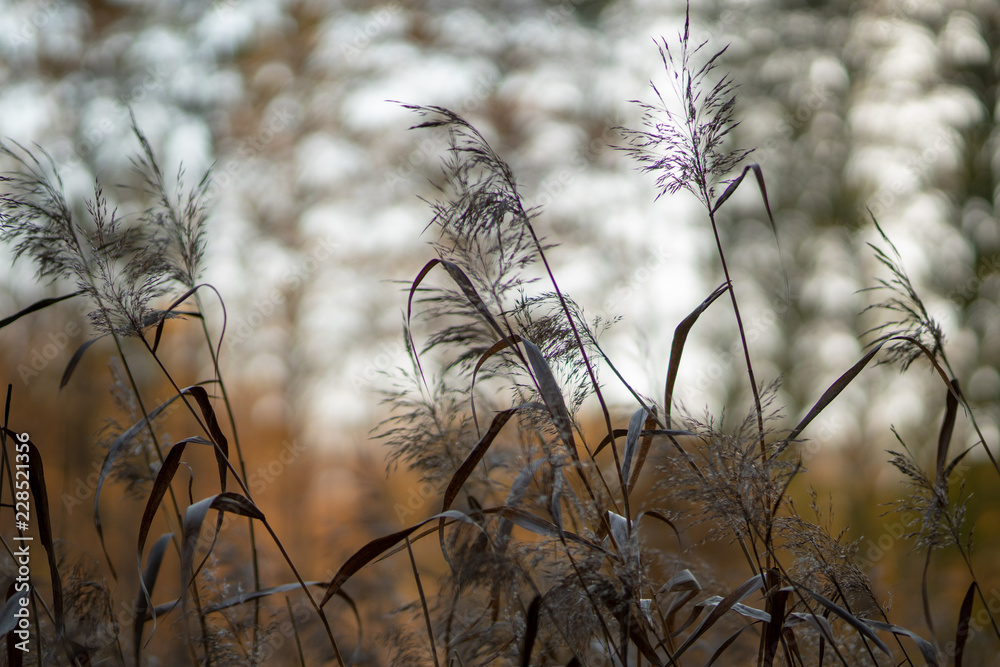 Obraz premium evening by a bed of reeds