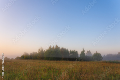 Trees in the morning fog summer morning