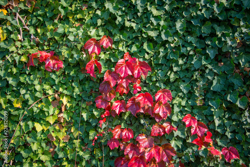 Boston Ivy - autumnal leaves Parthenocissus tricuspidata - floral texture close up photo