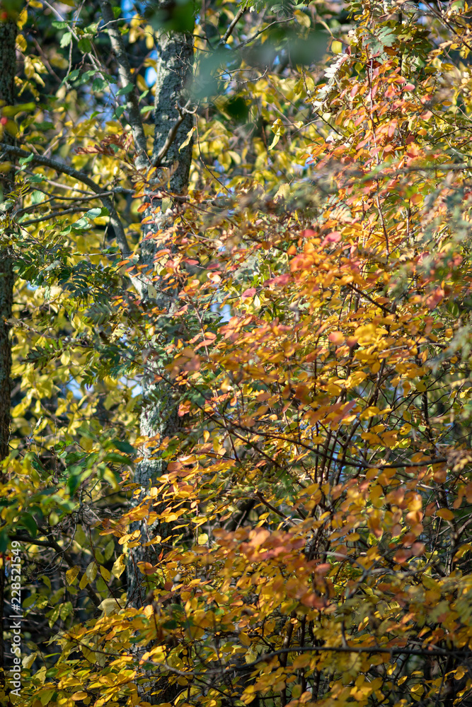 red fruits of autumn red fruits of autumn