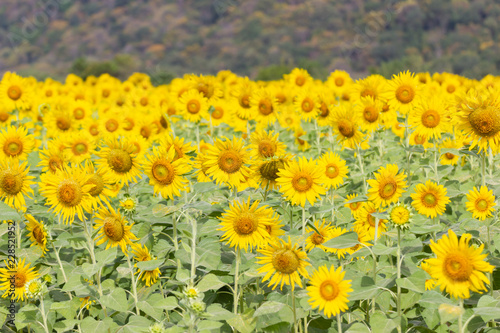 Closeup Beautiful of a Sunflower or Helianthus in Sunflower Field, Bright yellow sunflower Lopburi, Thailand