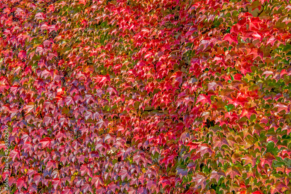 Boston Ivy - autumnal leaves Parthenocissus tricuspidata climbing up the wall - floral texture close up