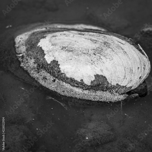 A freshwater mussel in the Oostvaardersplassen photo