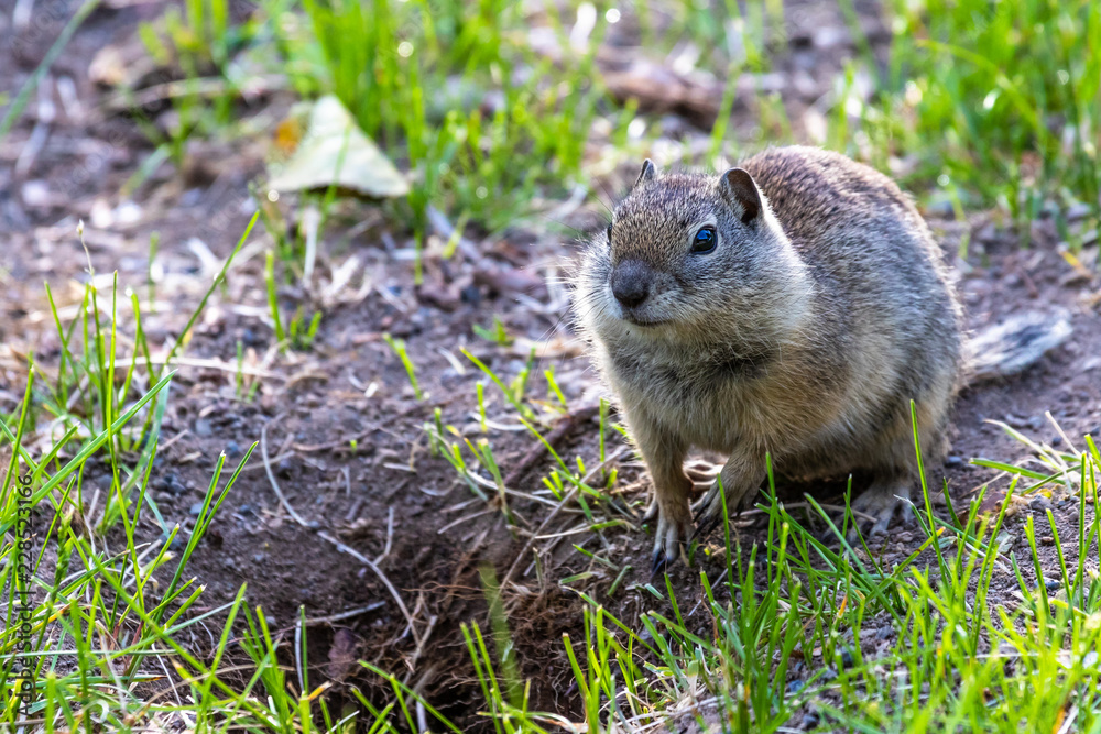 Belding's ground squirrel