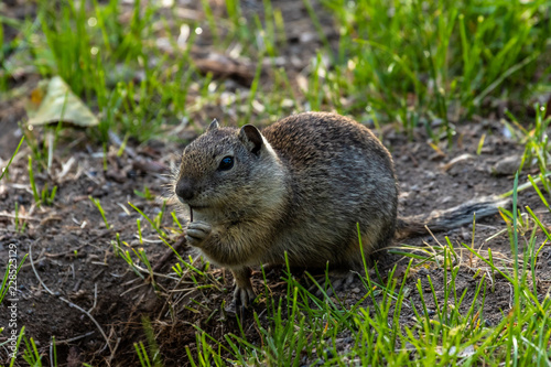 Belding's ground squirrel