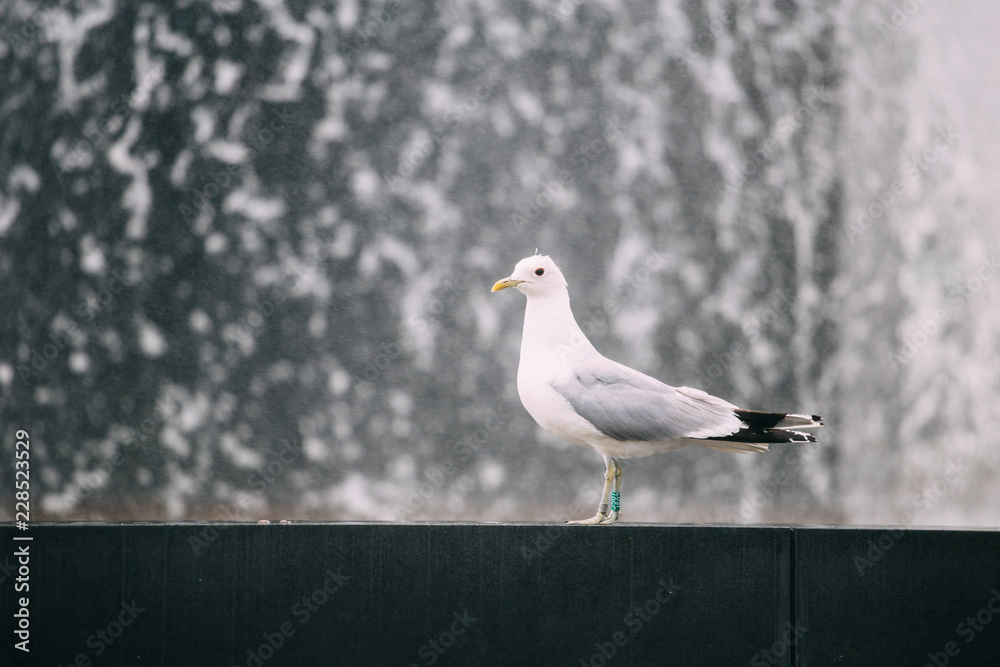 Seagull standing on a edge of water fountain Seagull standing on a edge of water fountain