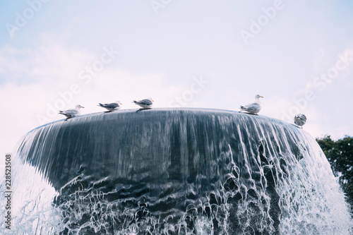 Canvas Print Birds sitting on a fountain in the Oslo, Norway