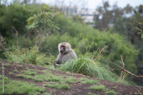Baboon in the grass