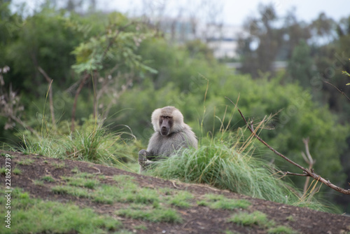 Baboon in the grass © Fentventures