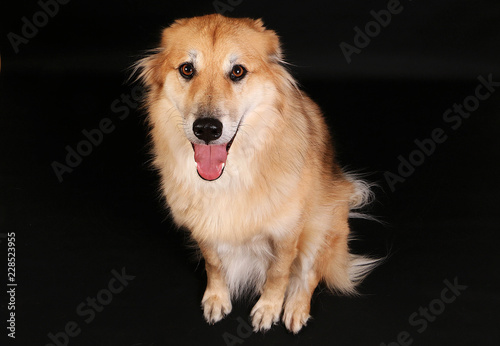 beautiful mixed shepherd dog is sitting in the dark studio and looking up to the camera