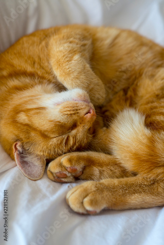 A ginger cat fast asleep on the sofa © Luke