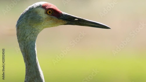 Amazing Sandhill Crane With A Red Head In A Golden Field