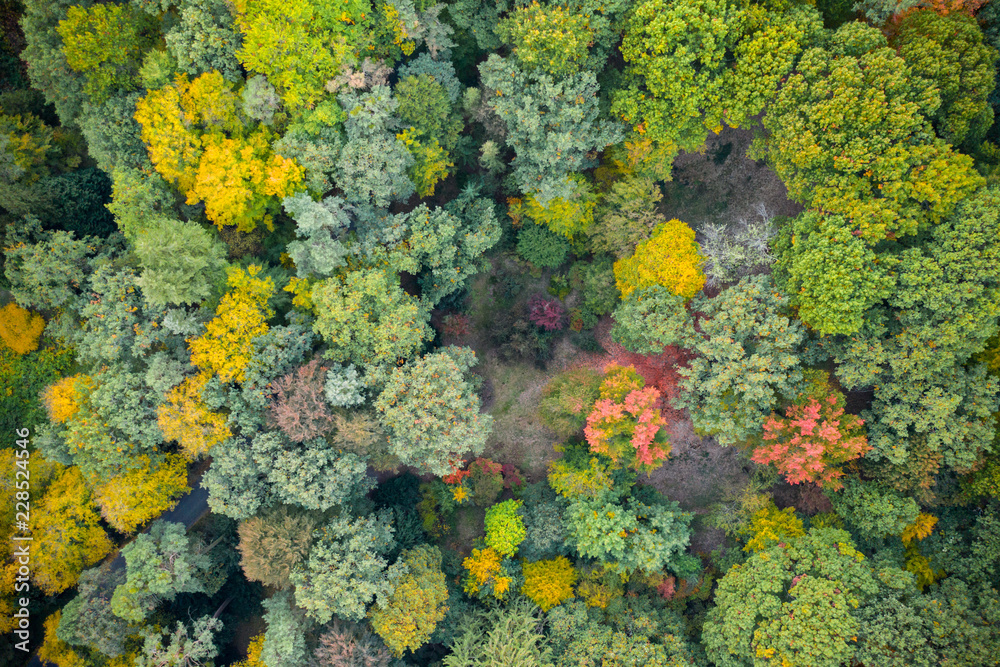 Aerial view of autumn foliage forest. Aerial view of autumn foliage forest.