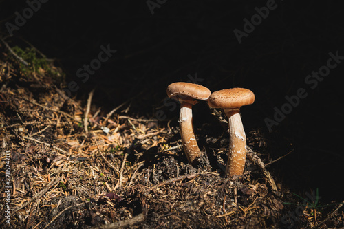 Close-up Edible mushrooms of honey agarics in a coniferous forest. Group of mushrooms in the natural environment
