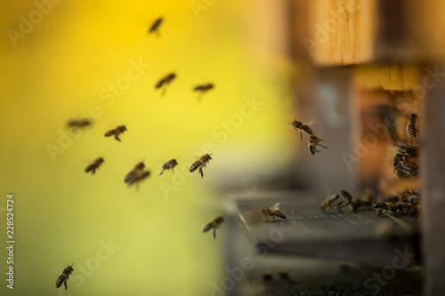 Close up of flying bees. © Lukas Gojda
