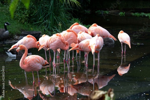 Flamingos