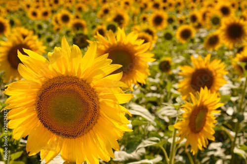 Sunflower focused on in a field of sunflowers