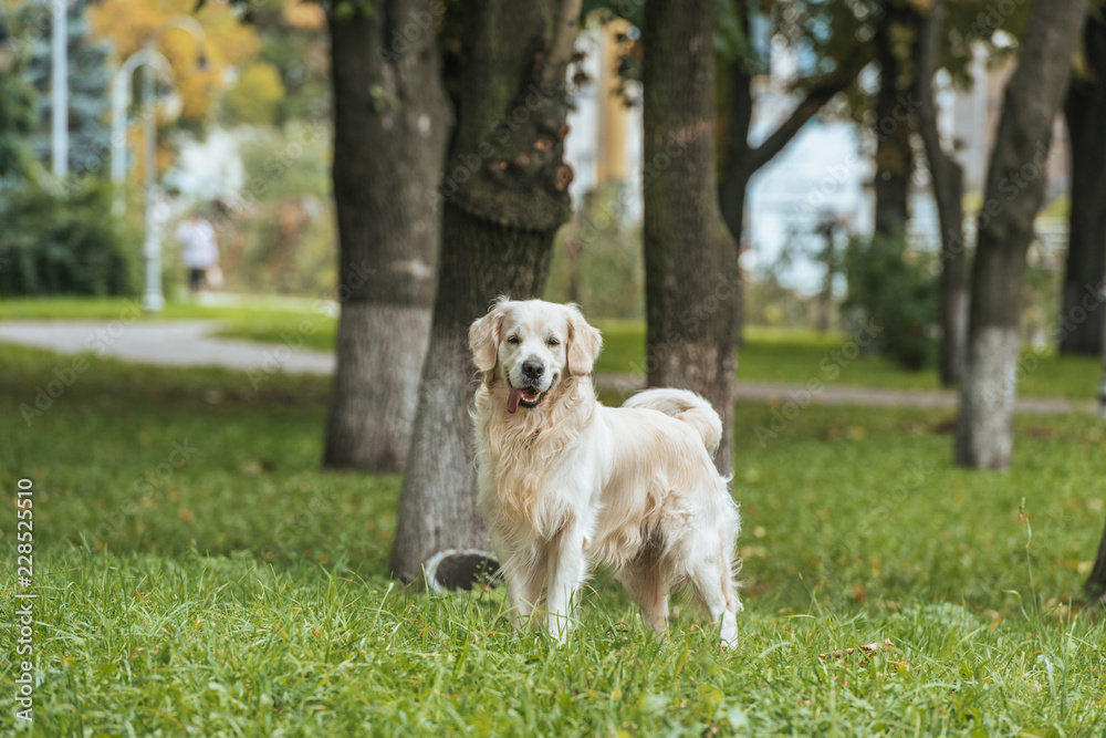 adorable playful golden retriever dog standing on grass and looking at camera in park adorable playful golden retriever dog standing on grass and looking at camera in park