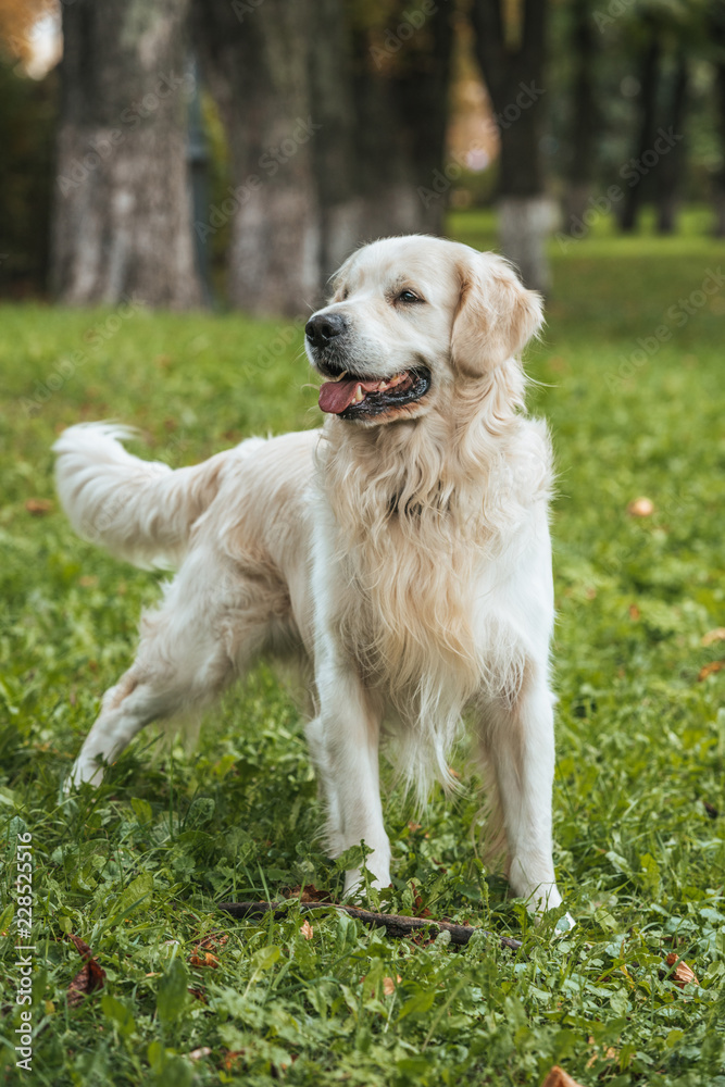cute funny retriever dog playing on grass in park cute funny retriever dog playing on grass in park