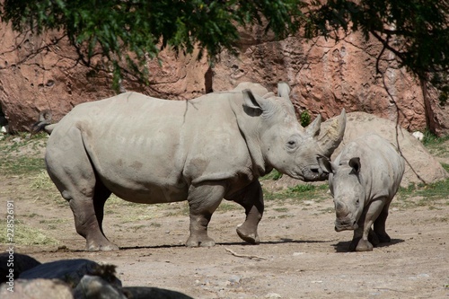 A mother rhino with her baby 