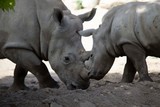 A mother rhino with her baby 