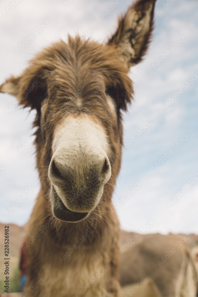 Obraz premium Donkey