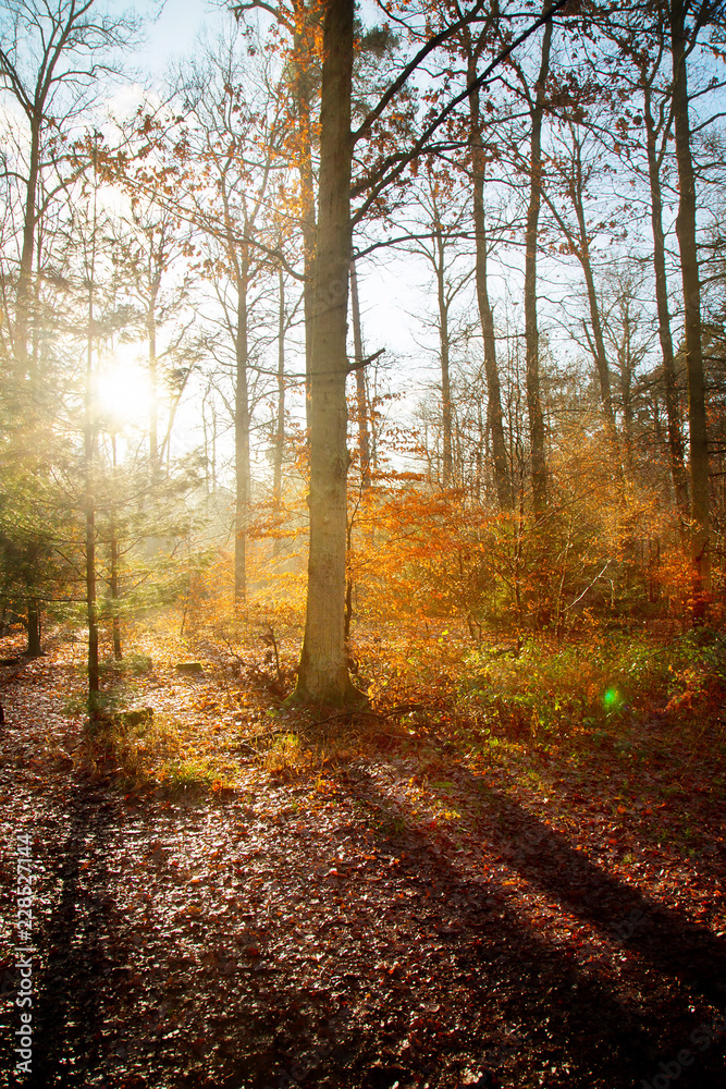 Obraz premium Bautiful Forest in Autumn Season