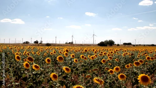 sunflowers and windmills