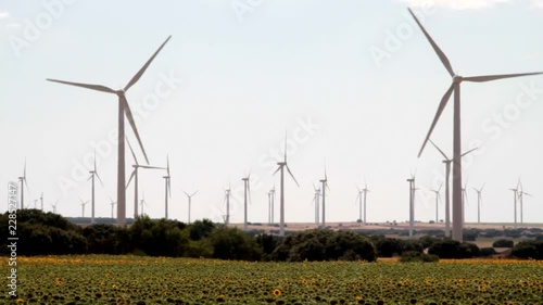 sunflowers and windmills