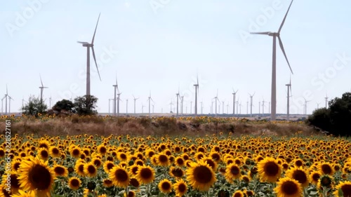 sunflowers and windmills