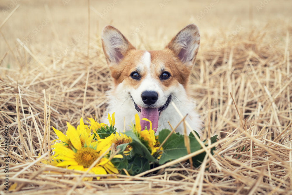 A cute dog of the breed of welsh corgi pembroke on a walk in the sautumn field with a bouquet of sunflower flowers