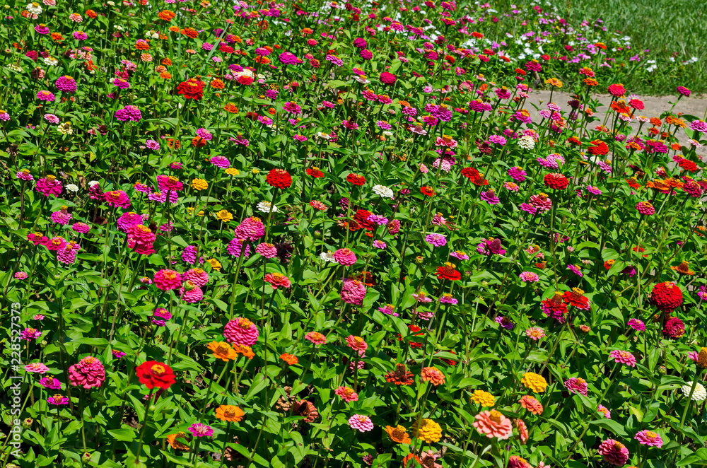 Field with multi coloured bloom flowers of zinnia Flower in the North park, Sofia, Bulgaria  