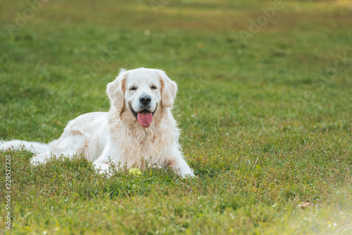 adorable golden retriever dog lying with tongue out on grass in park © LIGHTFIELD STUDIOS