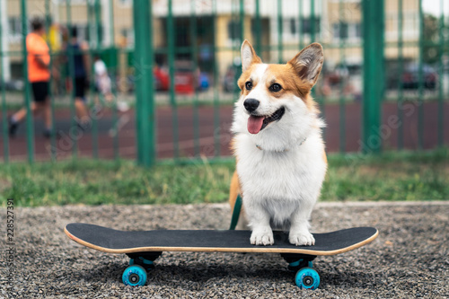 Joyful dog welsh corgi pembroke riding a skateboard on the street © Masarik