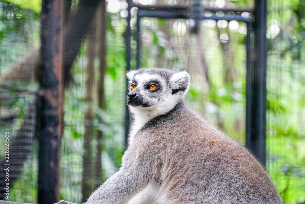 Obraz premium lemur catta - portrait of the animal.2