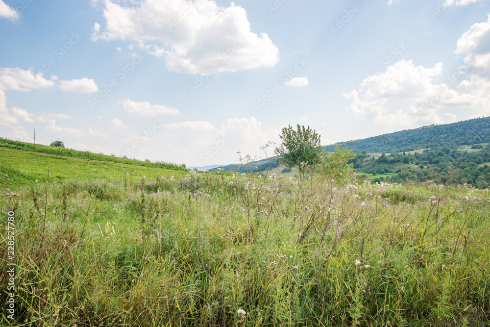 Summer landscape with field and hills in Central Europe. Summer landscape with field and hills in Central Europe.